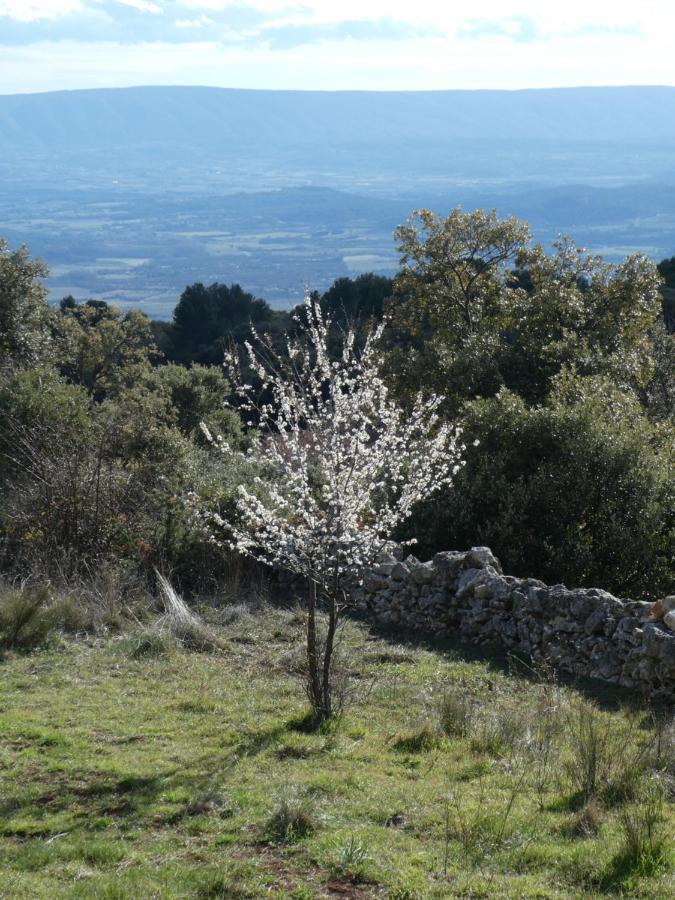 Le Jas Des Aiguiers Hotel Saint-Saturnin-d'Apt Ngoại thất bức ảnh